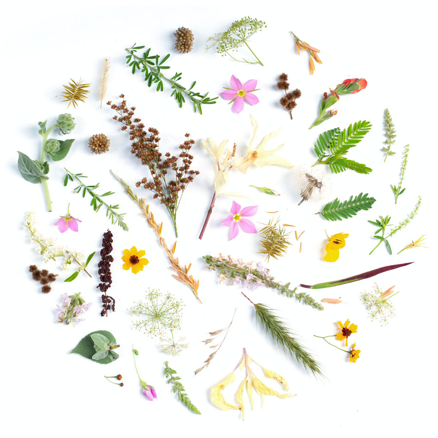 naturopathie fleurs